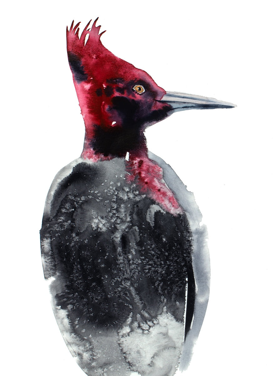 9” x 12” original watercolor wildlife nature pileated woodpecker / bird portrait in an expressive, impressionist, minimalist, modern style by contemporary fine artist Elizabeth Becker. Black, red and white colors.