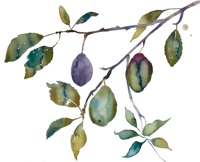 16” x 20” original watercolor botanical nature painting of plums, leaves and branches in an expressive, impressionist, minimalist, modern style by contemporary fine artist Elizabeth Becker. Soft muted monochromatic olive green, purple and gray colors.