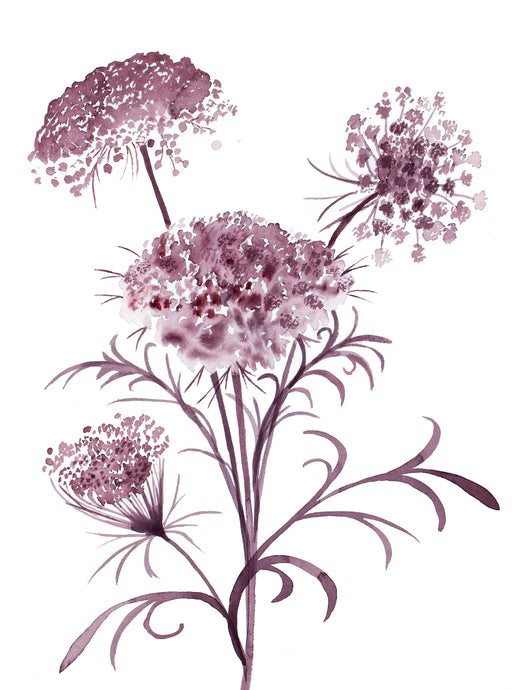 12” x 16” original watercolor botanical queen anne's lace wildflower painting in an ethereal, expressive, impressionist, minimalist, modern style by contemporary fine artist Elizabeth Becker. Deep maroon, burgundy and white colors. 