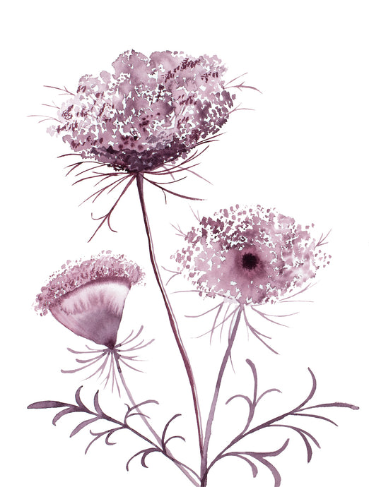 12” x 16” original watercolor botanical queen anne's lace wildflower painting in an ethereal, expressive, impressionist, minimalist, modern style by contemporary fine artist Elizabeth Becker. Deep maroon, burgundy and white colors. 