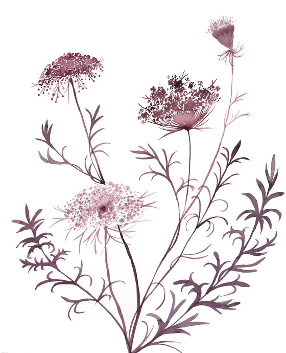 16” x 20” original watercolor queen anne's lace botanical wildflower painting in an expressive, impressionist, minimalist, modern style by contemporary fine artist Elizabeth Becker. Burgundy, maroon, muted deep purple colors with white background.