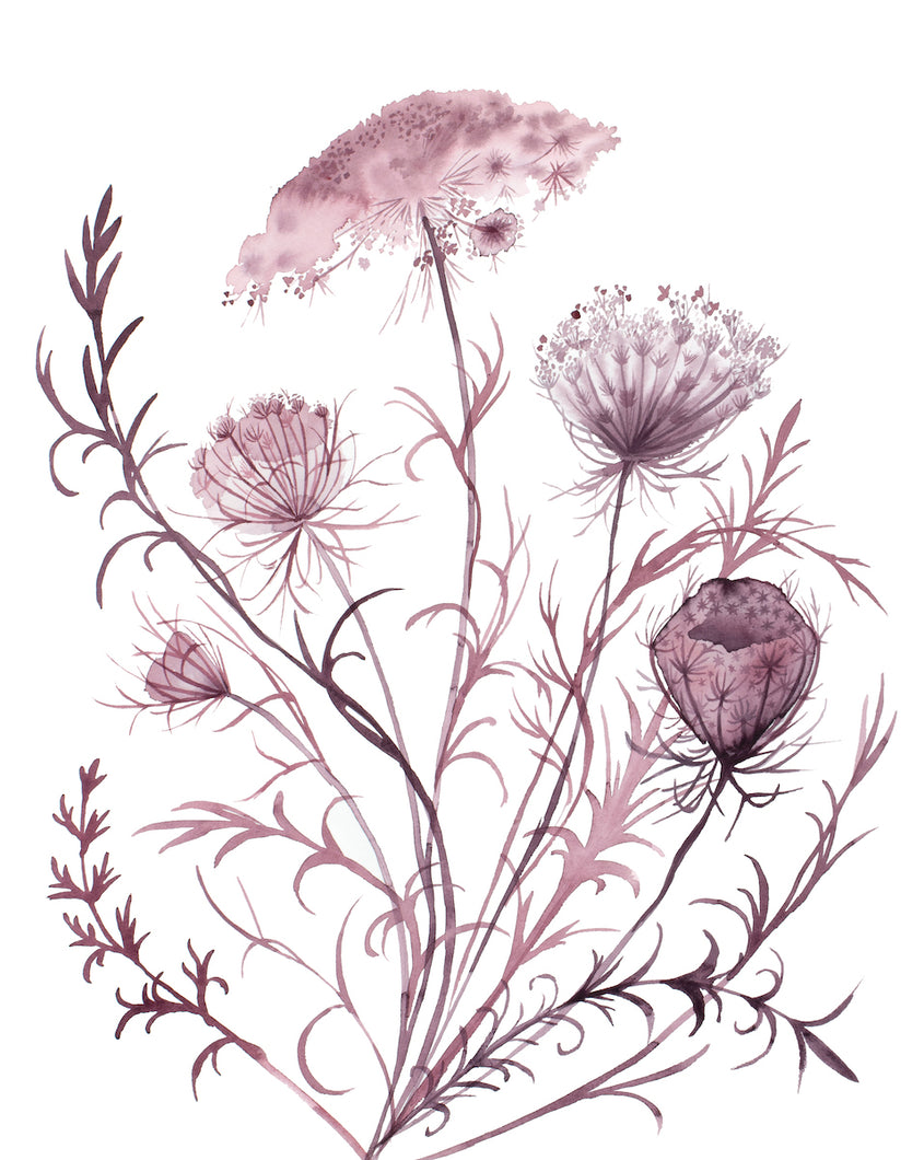 16” x 20” original watercolor queen anne's lace botanical wildflower painting in an expressive, impressionist, minimalist, modern style by contemporary fine artist Elizabeth Becker. Burgundy, maroon, muted deep purple colors with white background.