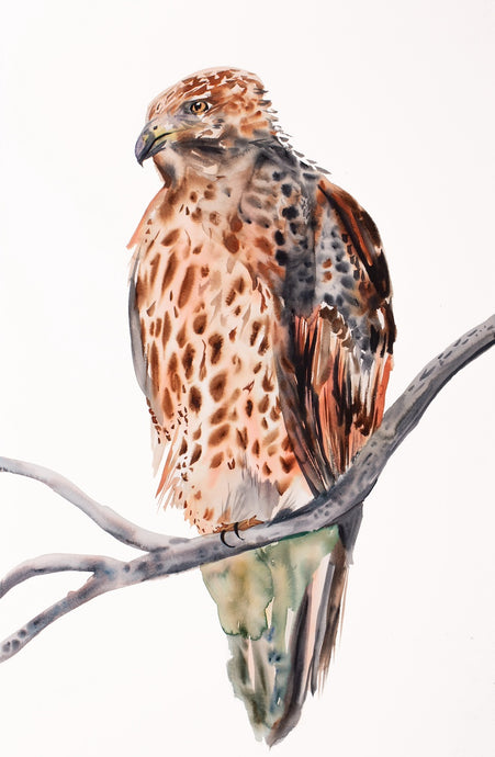 26” x 40” original watercolor ink painting of red-tailed hawk bird on tree branch. Large-scale wildlife illustration in an expressive, minimalist, modern style by contemporary fine artist Elizabeth Becker. Monochromatic neutral brown, burnt sienna, peach and white colors.