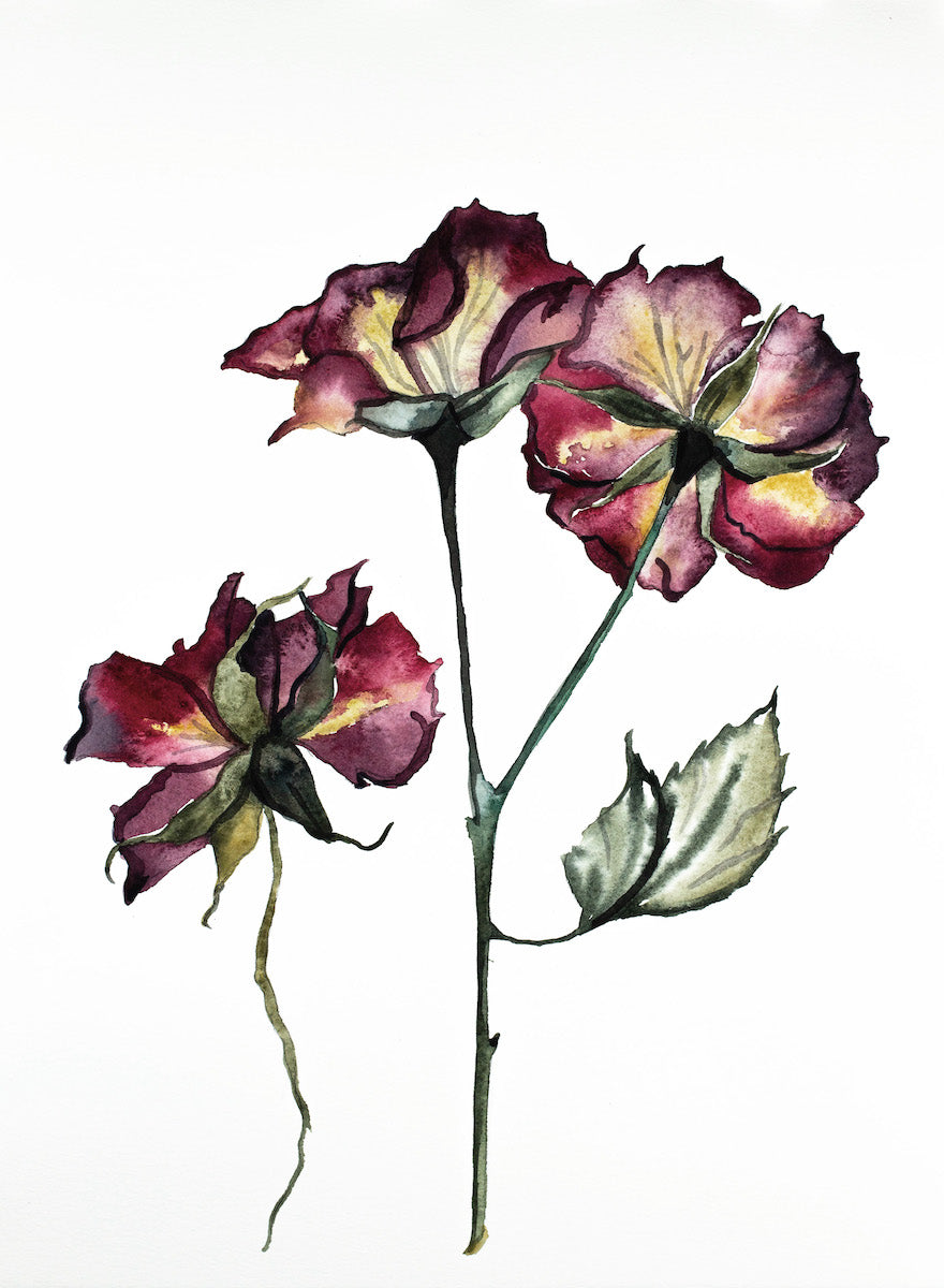 11” x 15” original watercolor botanical floral rose painting in an expressive, minimalist, modern, illustrative style by contemporary fine artist Elizabeth Becker. Moody deep ruby garnet red and olive green colors. 
