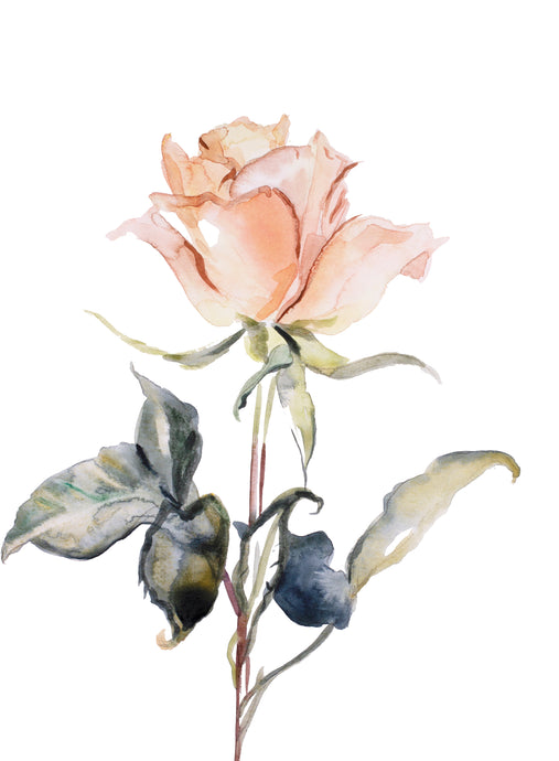 9” x 12” original watercolor botanical floral rose painting in an ethereal, expressive, impressionist, minimalist, modern style by contemporary fine artist Elizabeth Becker