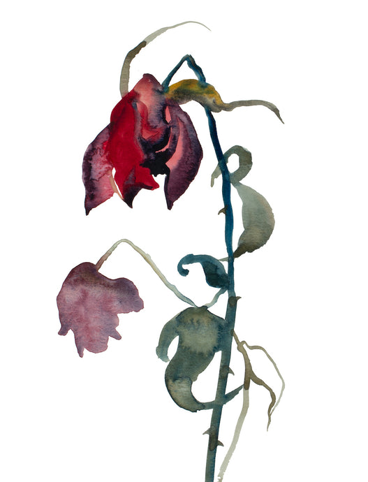 9” x 12” original watercolor botanical floral rose painting in an ethereal, expressive, impressionist, minimalist, modern style by contemporary fine artist Elizabeth Becker. Moody deep red, mauve purple and dark green colors on white background. Prints available.