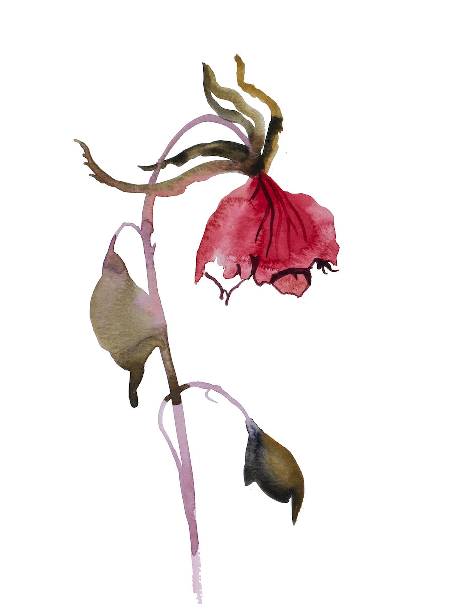 9” x 12” original watercolor botanical floral rose painting in an ethereal, expressive, impressionist, minimalist, modern style by contemporary fine artist Elizabeth Becker. Soft red, purple and olive green colors. Prints available.