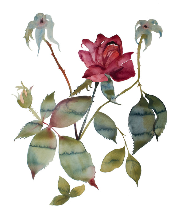 16” x 20” original watercolor botanical floral rose painting in an expressive, minimalist, modern style by contemporary fine artist Elizabeth Becker. Moody muted deep red, maroon, burgundy and dark olive green colors with white background. Prints available.