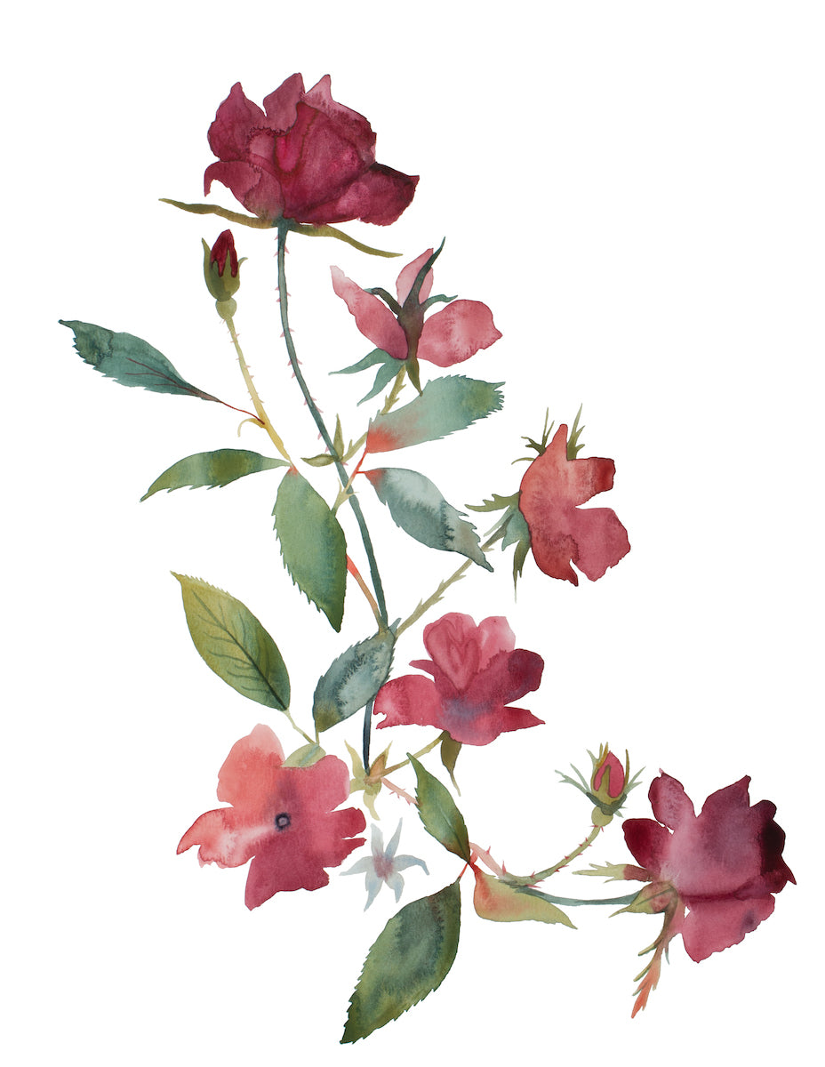 18” x 24” original watercolor botanical floral rose painting in an expressive, minimalist, modern style by contemporary fine artist Elizabeth Becker. Muted red, maroon and dark olive green colors with white background. Prints available.