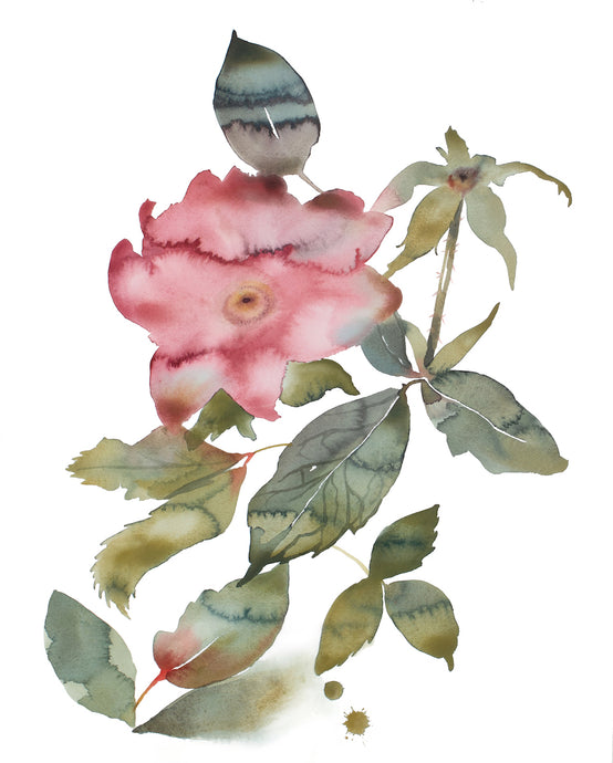 16” x 20” original watercolor botanical floral wild rose painting in an expressive, minimalist, modern style by contemporary fine artist Elizabeth Becker. Muted dark pink and olive green colors with white background. Prints available.