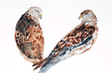 Load image into Gallery viewer, 26” x 40” original watercolor painting of birds of prey. Pair of two red-tailed hawks. Large-scale wildlife nature animal illustration in an expressive, minimalist, modern style by contemporary fine artist Elizabeth Becker. Monochromatic neutral brown, burnt sienna, black and white colors.
