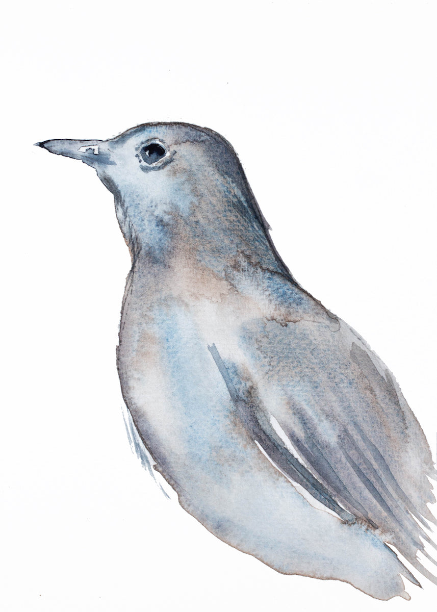 5” x 7” original watercolor wildlife nature catbird bird painting in an ethereal, expressive, impressionist, minimalist, modern style by contemporary fine artist Elizabeth Becker