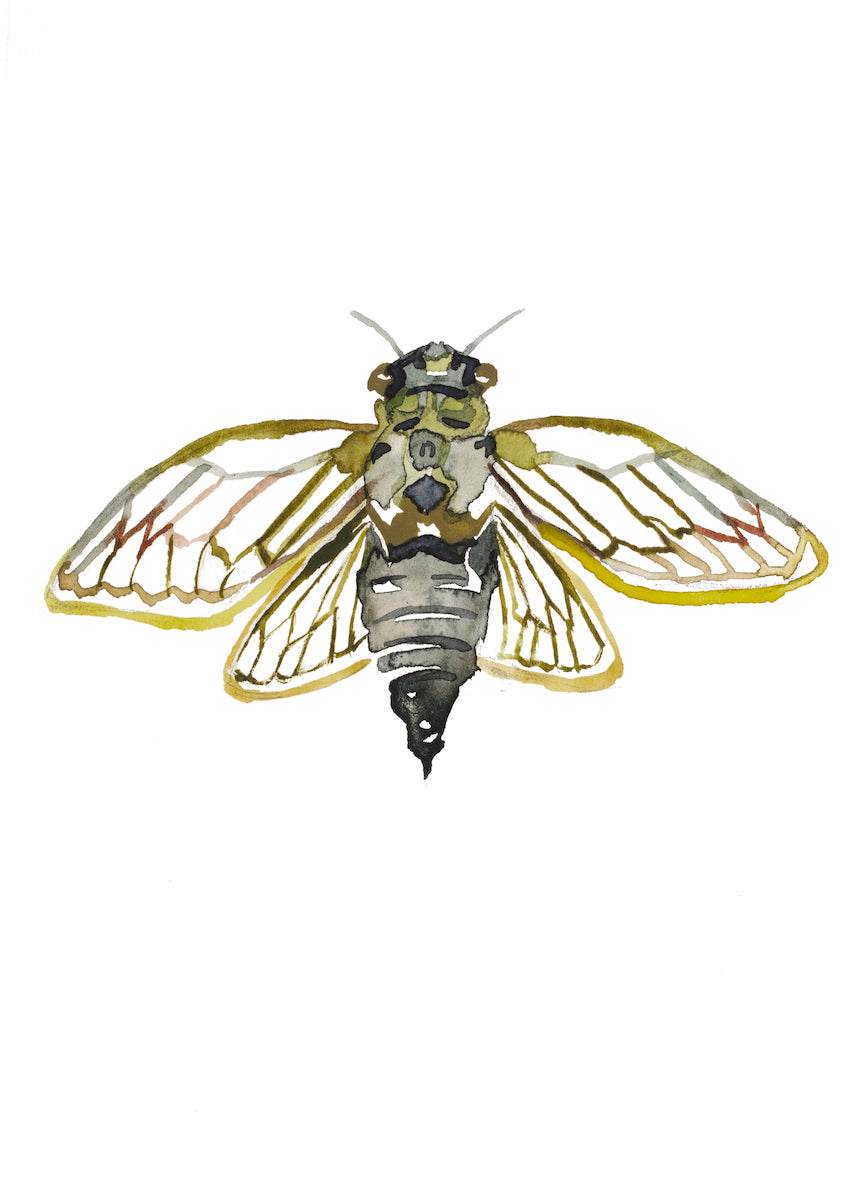 Cicada No. 2