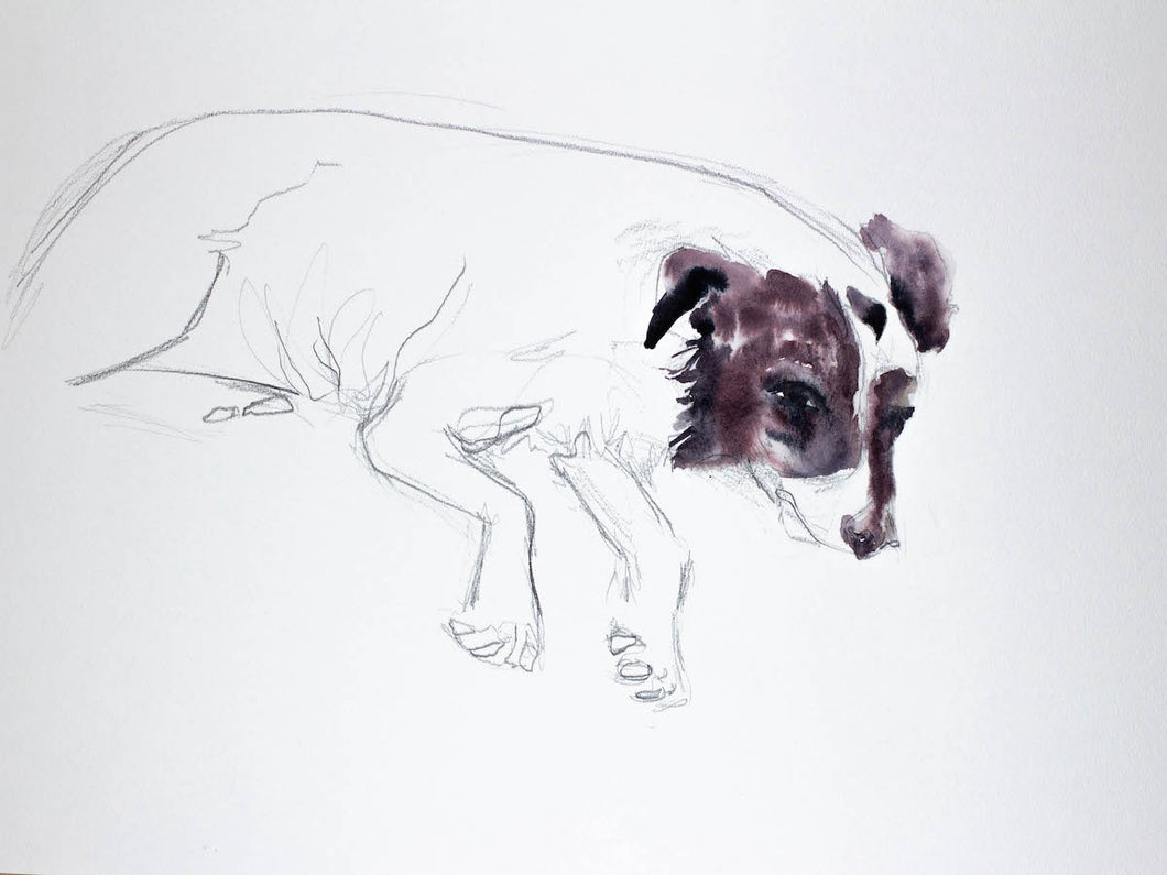 18” x 24” original watercolor border collie sleeping dog portrait painting in an ethereal, expressive, impressionist, minimalist, modern style by contemporary fine artist Elizabeth Becker
