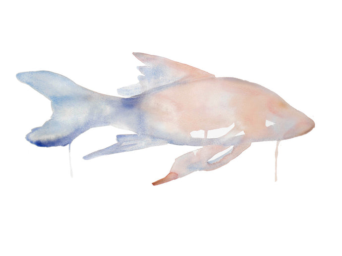18” x 24” original watercolor fish painting in an ethereal, expressive, impressionist, minimalist, modern style by contemporary fine artist Elizabeth Becker