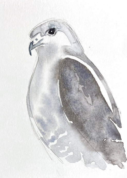 5” x 7” original watercolor wildlife nature gray hawk painting in an ethereal, expressive, impressionist, minimalist, modern style by contemporary fine artist Elizabeth Becker