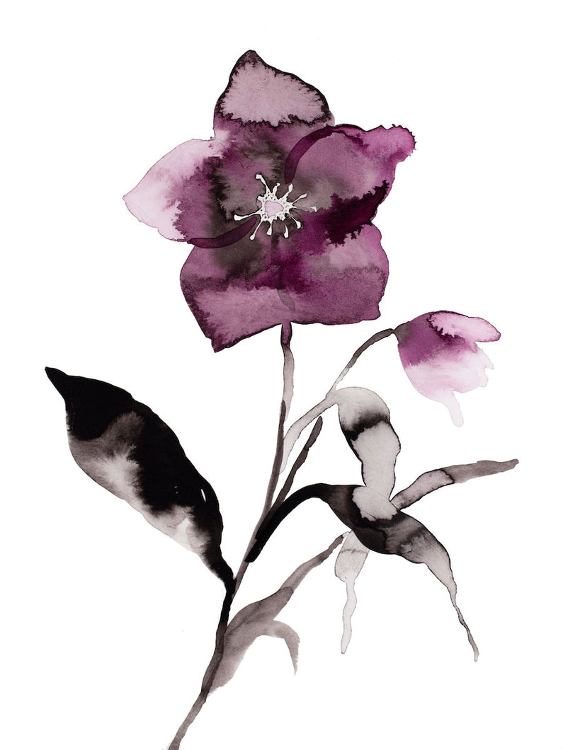 9” x 12” original watercolor ink botanical hellebore floral painting in an expressive, impressionist, minimalist, modern style by contemporary fine artist Elizabeth Becker. Deep moody monochromatic mauve purple, black and white colors.