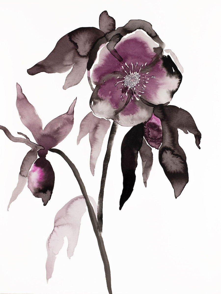 9” x 12” original watercolor ink botanical hellebore floral painting in an expressive, impressionist, minimalist, modern style by contemporary fine artist Elizabeth Becker. Deep moody monochromatic mauve purple, black and white colors.