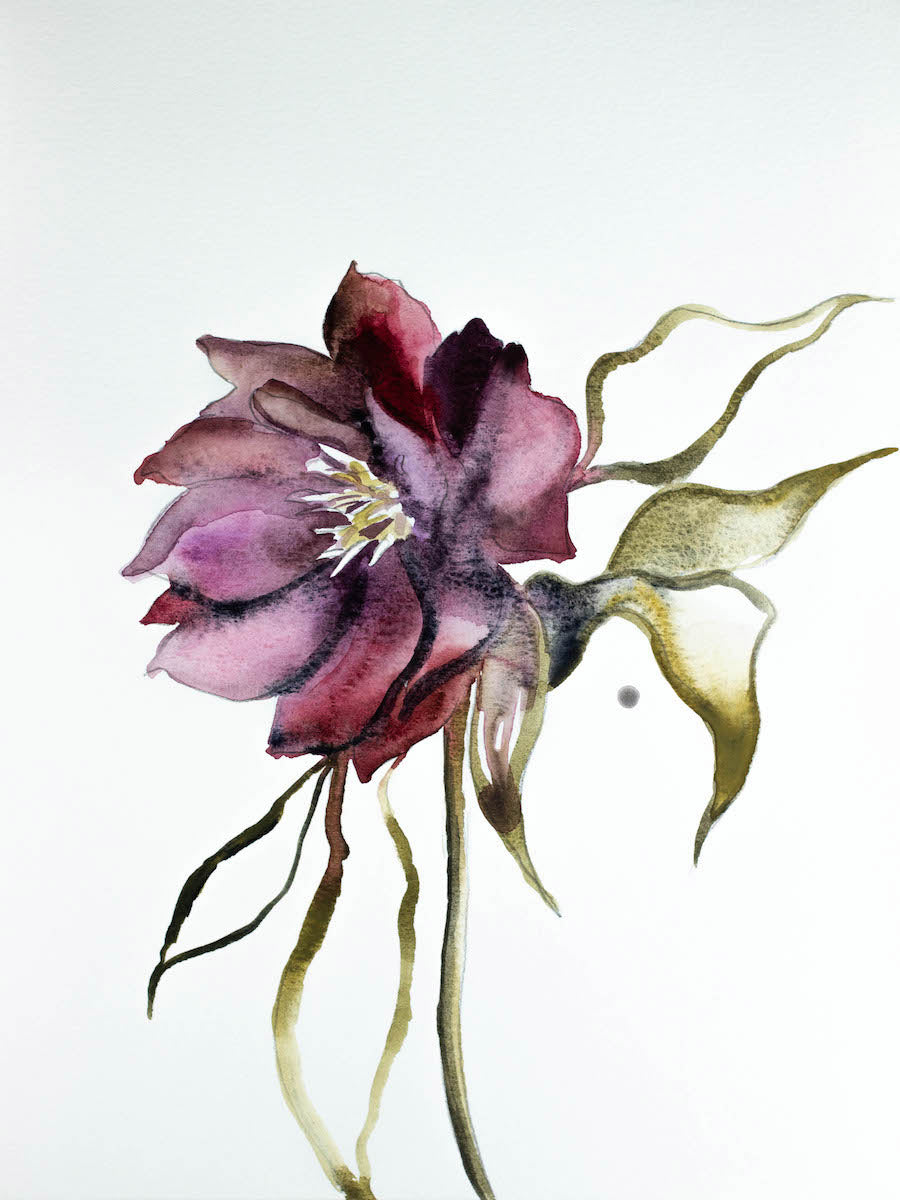 9” x 12” original watercolor botanical hellebore floral painting in an expressive, impressionist, minimalist, modern style by contemporary fine artist Elizabeth Becker. 