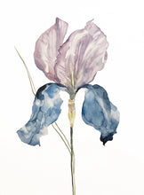 Load image into Gallery viewer, 22&quot; x 30&quot; original watercolor botanical iris flower painting in an expressive, impressionist, minimalist, modern style by contemporary fine artist Elizabeth Becker
