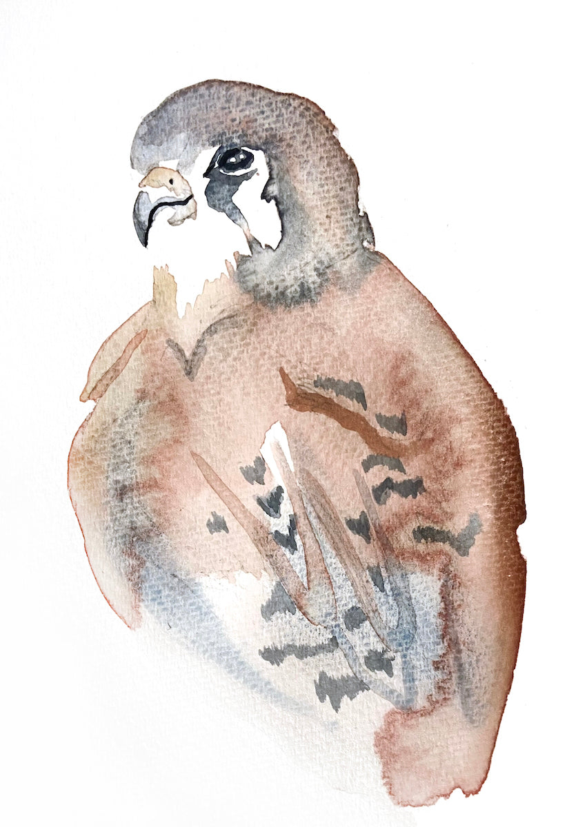 5” x 7” original watercolor wildlife nature kestrel falcon painting in an ethereal, expressive, impressionist, minimalist, modern style by contemporary fine artist Elizabeth Becker