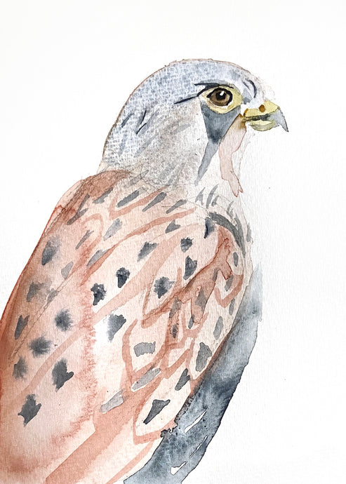5” x 7” original watercolor wildlife flying kestrel falcon bird painting in an ethereal, expressive, impressionist, minimalist, modern style by contemporary fine artist Elizabeth Becker