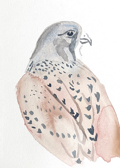 5” x 7” original watercolor wildlife kestrel falcon bird painting in an ethereal, expressive, impressionist, minimalist, modern style by contemporary fine artist Elizabeth Becker