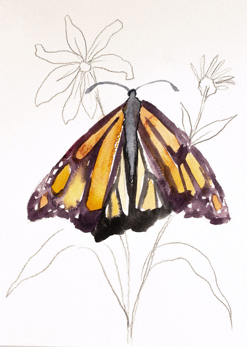 Monarch Study No. 3