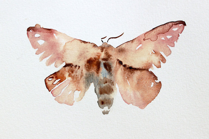 5” x 7” original watercolor greater wax moth, butterfly painting in an expressive, impressionist, minimalist, modern style by contemporary fine artist Elizabeth Becker. Soft neutral pink and, peach, burnt sienna and white colors.