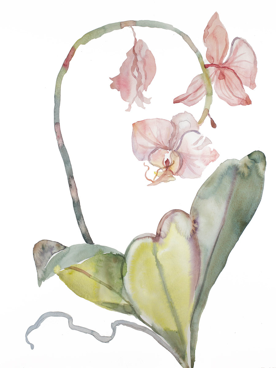 18” x 24” original watercolor botanical floral orchid painting in an expressive, impressionist, minimalist, modern style by contemporary fine artist Elizabeth Becker