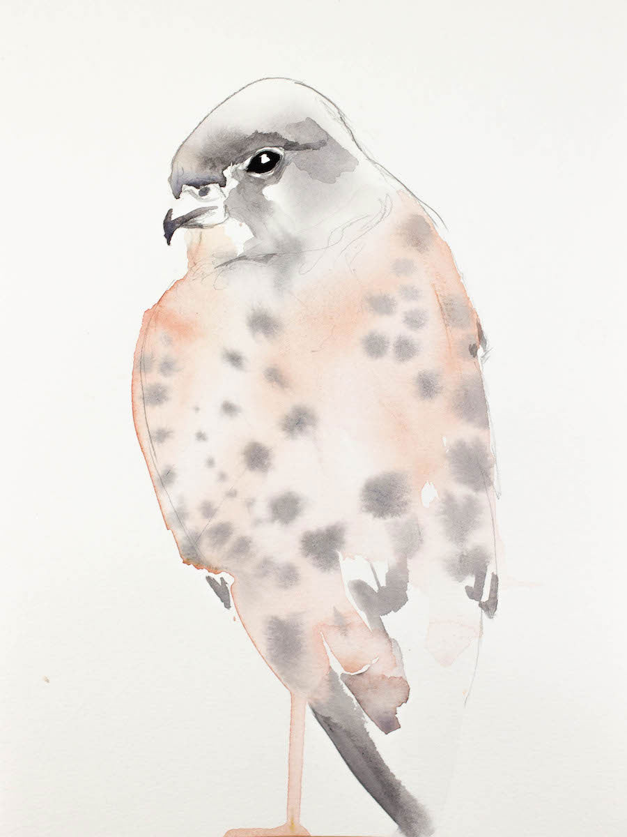 9” x 12” original watercolor wildlife nature peregrine falcon painting in an ethereal, expressive, impressionist, minimalist, modern style by contemporary fine artist Elizabeth Becker. Soft peach, gray and white colors.