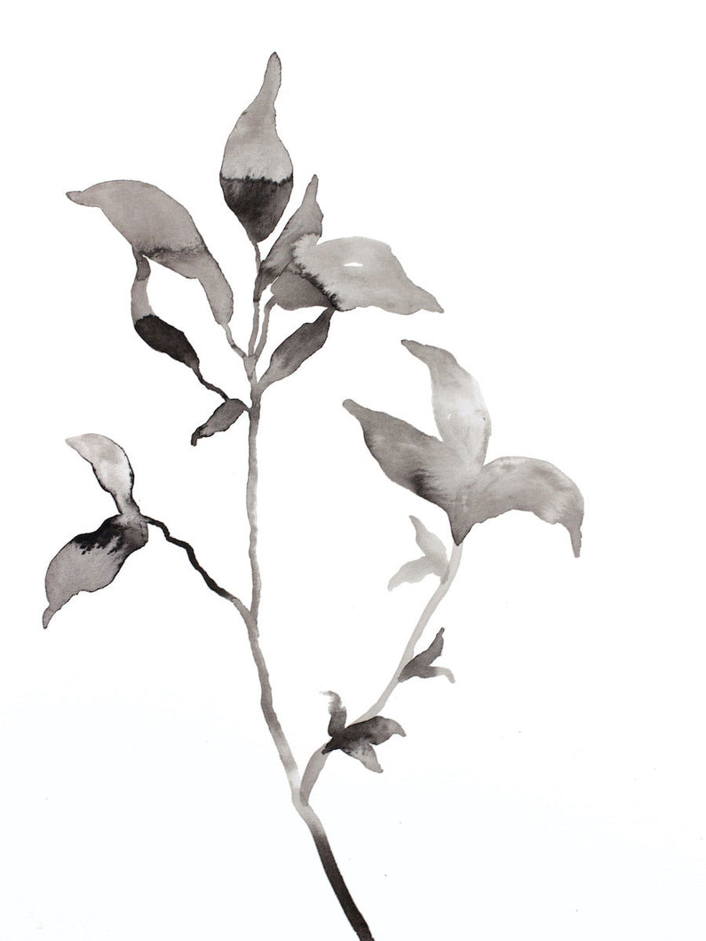 9” x 12” original botanical ink painting of black and white plant in an expressive, impressionist, minimalist, modern style by contemporary fine artist Elizabeth Becker. 