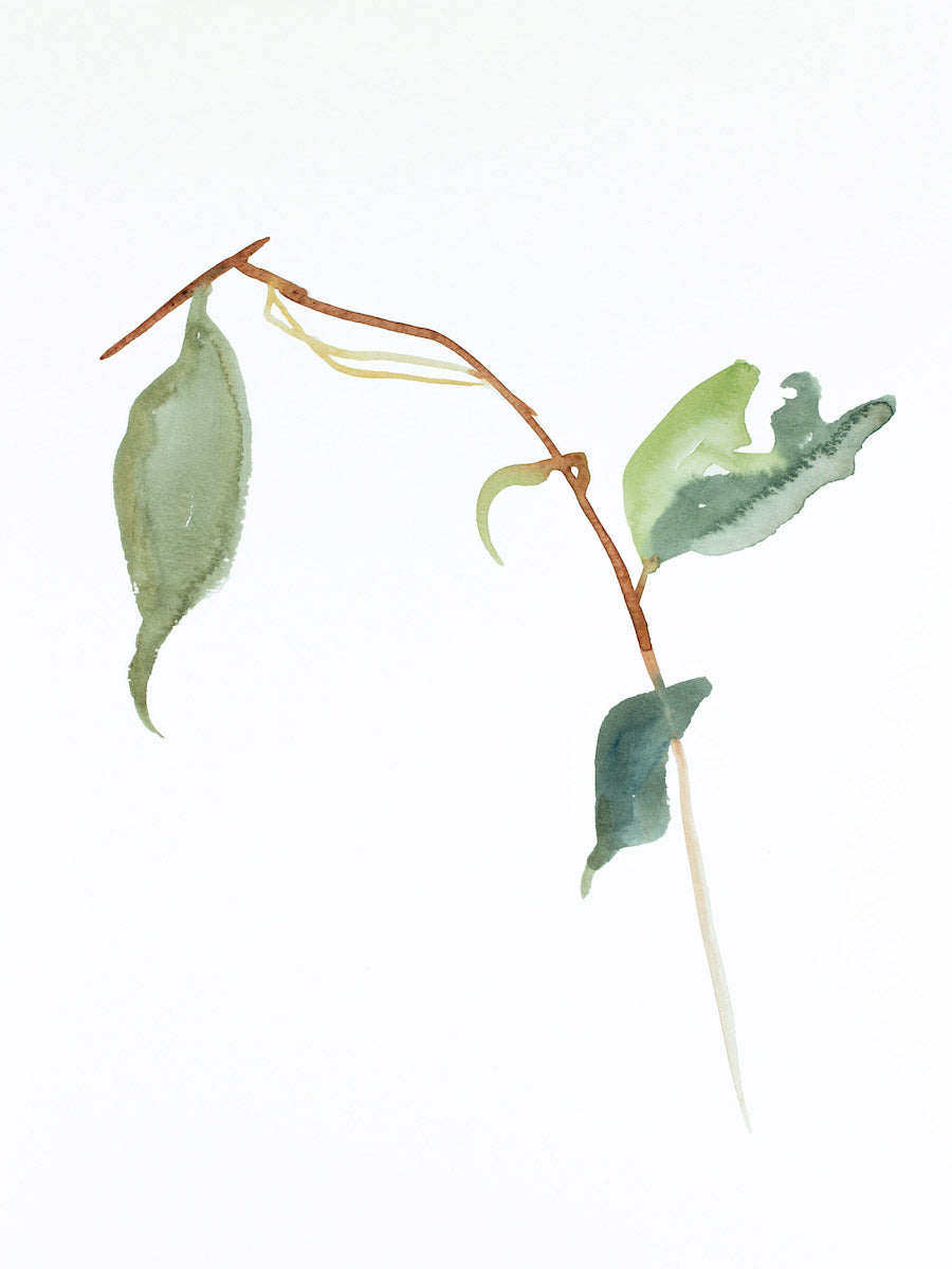 9” x 12” original watercolor botanical nature plant painting of leaves and branches in an expressive, impressionist, minimalist, modern style by contemporary fine artist Elizabeth Becker. Soft green, brown and white colors.