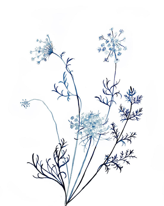 16” x 20” original watercolor queen anne's lace botanical wildflower painting in an expressive, impressionist, minimalist, modern style by contemporary fine artist Elizabeth Becker. Monochromatic blue and white colors.