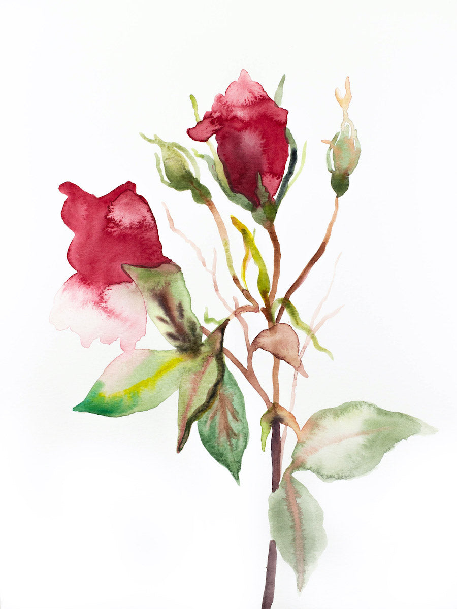 9” x 12” original watercolor botanical floral rose painting in an expressive, impressionist, minimalist, modern style by contemporary fine artist Elizabeth Becker. Soft green, red and white colors.