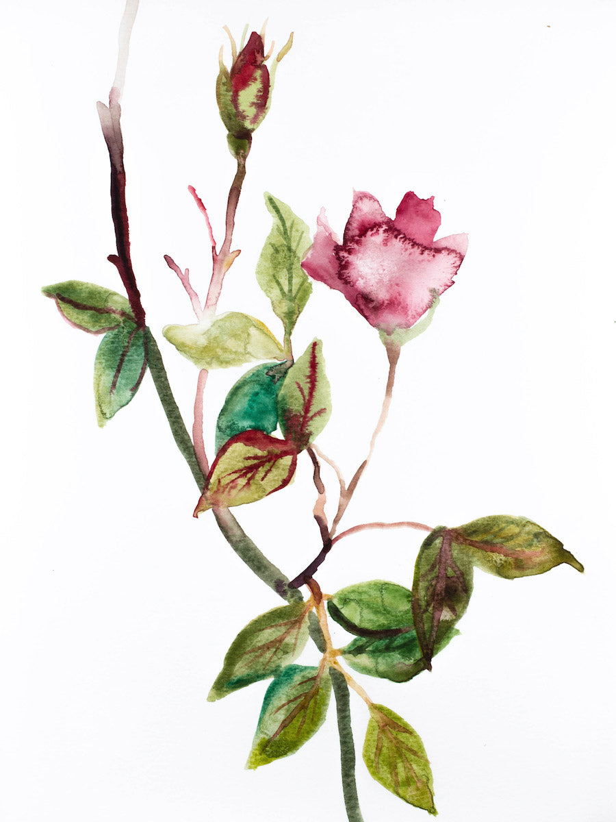 9” x 12” original watercolor botanical floral rose painting in an expressive, impressionist, minimalist, modern style by contemporary fine artist Elizabeth Becker. Soft red, pink, green gold and white colors.