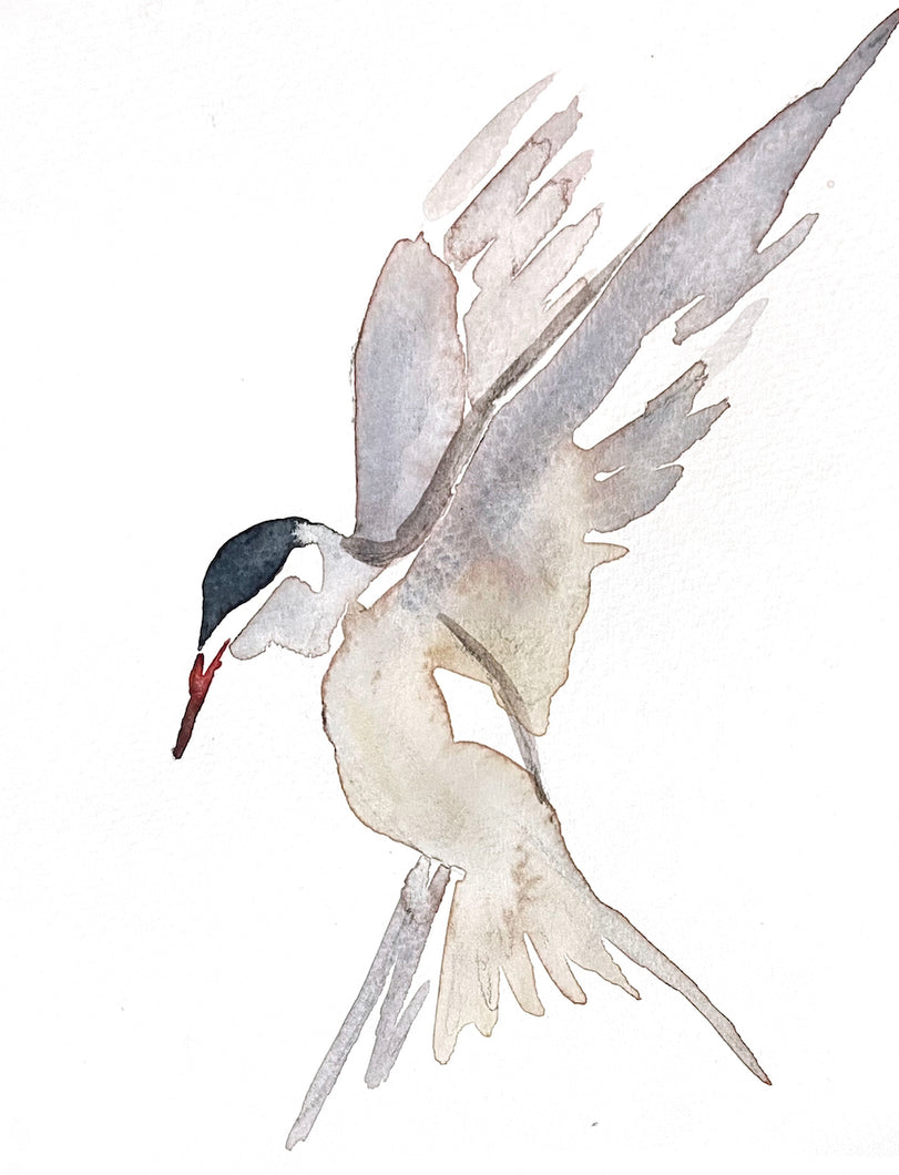 5” x 7” original watercolor wildlife nature tern bird painting in an ethereal, expressive, impressionist, minimalist, modern style by contemporary fine artist Elizabeth Becker