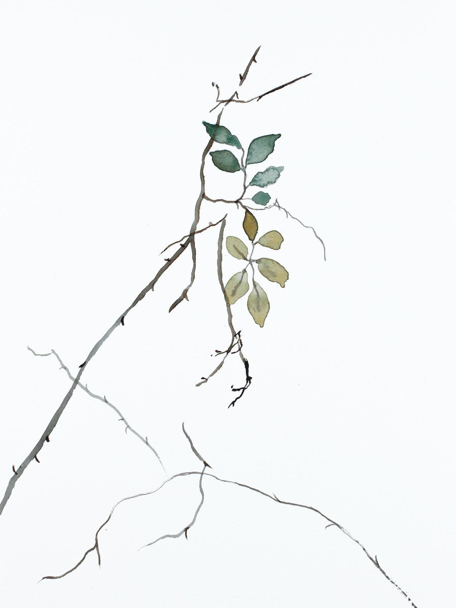 9” x 12” original watercolor botanical nature line painting of plant, leaves and branches in an expressive, impressionist, minimalist, modern style by contemporary fine artist Elizabeth Becker. Soft blue green, gold, gray and white.