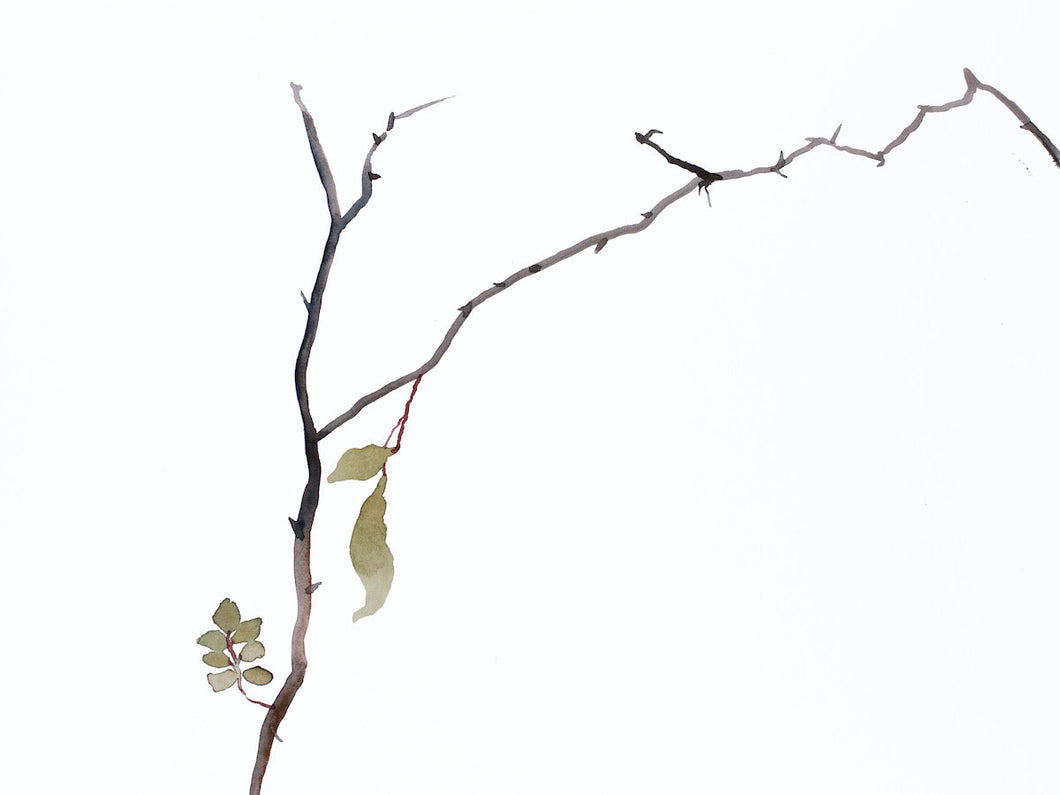 9” x 12” original watercolor botanical nature line painting of plant, leaves and branches in an expressive, impressionist, minimalist, modern style by contemporary fine artist Elizabeth Becker. Soft green gold, gray and white colors.